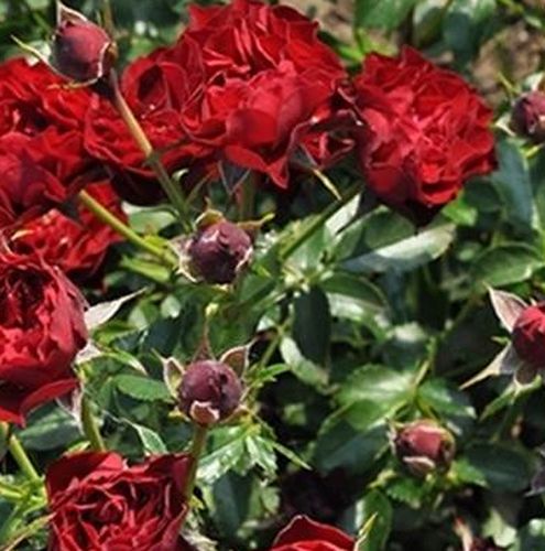 Rosa Coral™ - rojo - Árbol de Rosas Miniatura - rosal de pie alto- froma de corona llorona
